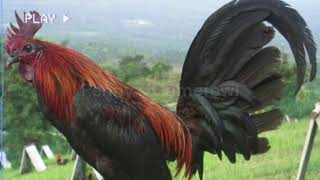 Why Hatch Crosses Fail: Avoid These Gamefowl Breeding Mistakes!