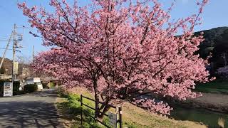 南伊豆の青野川沿いの桜風景