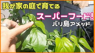 我が家の庭が畑に変身!! バリ島の田舎で私が食べる我が家のスーパーフードたち!!