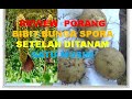 REVIEW PORANG BIBIT BUNGA SPORA SETELAH DITANAM SATU MUSIM