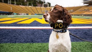 Meet Obi - UCPD's New Bomb Detection K9