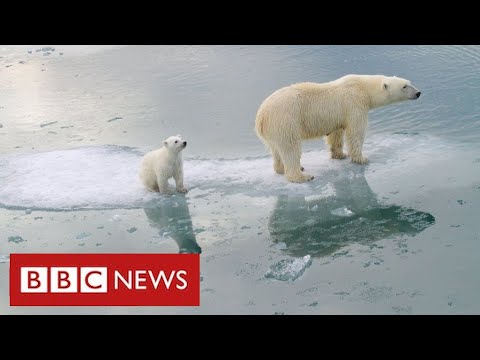Why is the Arctic in danger?