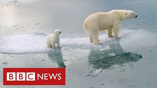Arctic polar bears "face near-extinction within decades" warn scientists - BBC News