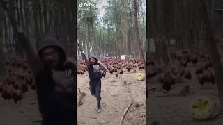 Chicken Army ATTACKS • chicken army • MEME • tiktok instagram