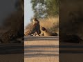 💯 Family Bonding Moment: Watching a Cheetah and Its Cubs at Play 🐆