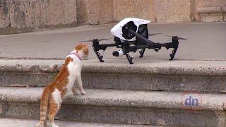 drone gören sevimli kediler - show haber