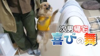 次男帰省の日🐶喜び溢れるお犬様。次男ラブの王子のウレミミ生活