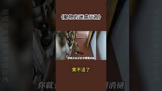 動物的迷惑行為#动物 #搞笑视频 #搞笑 #搞笑日常  #pets #animals #funny