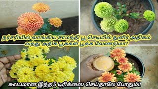 5 -important (secret) Tricks to Make more flowers bloom on the unblooming Marigold/ Chrysanthemum