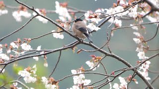 日向林道の桜とウソ（雌）その７（4K60P動画）