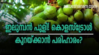 ഇലുമ്പന്‍ പുളി! കൊളസ്‌ട്രോള്‍ കുറയ്ക്കാന്‍  പരിഹാരം?