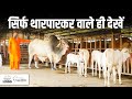 सिर्फ थारपारकर वाले ही देखें | Tharparkar Cows | Kamdhenu Gaushala | 3132 Semen | KGSG |