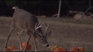 Dispersal Patterns of Whitetail Bucks