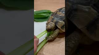 【咀嚼音】ちゃんと芯まで食べてエライ