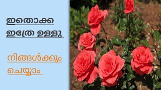 ഫാമിൽ നിന്ന് കൊണ്ട് വരുന്ന റോസുകൾ എന്ത് കൊണ്ട് വീട്ടിൽ ഉണ്ടാകുന്നില്ല ✅