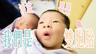 【鳥二寶懷孕日記#9】是波波和果果．雙胞胎姊妹