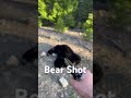 handgun bear hunting. i attacked the bear. bearhunting blackbearhunting pistolhunting handgun