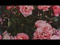 โบตั๋น (Peony) | Shineboys「Official Audio」