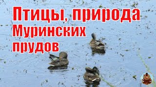 Муринские пруды птицы и природа  Нижний Тагил