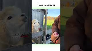 الكرامة اهم من التفاح