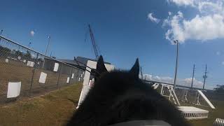 K-9 Bingo on the Agility Course