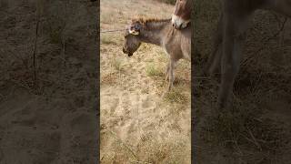 #donkey #animals #enjoying #chaba#trendingshorts