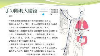 【経絡経穴を覚えよう】手の陽明大腸経 流注 暗記用