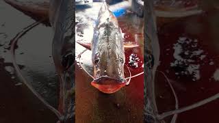 Long Whiskered Catfish (আর মাছ) #shortvideos