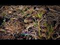 crowned plover chick_master of camouflage_ 1 _ 720p 6m