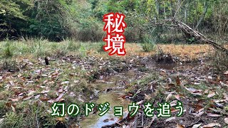 山奥の秘境で幻のドジョウを追う