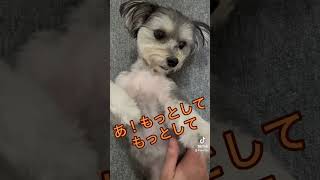 モフモフしてよぉ〜🤭　#ワンコどうでしょうチャンネル #犬のいる生活 #可愛いわんこ #マルチワ#美桜