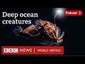 How do fish survive in the deep ocean? - CrowdScience podcast, BBC World Service