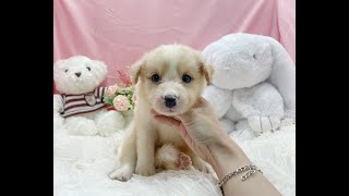 泰迪幼犬寵物犬舍💕大頭花黃白邊境牧羊犬幼犬寶寶💕