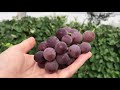 have a go at growing grapes. perfect for green walls narrow spaces or to create a shady pergola.