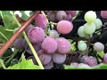 have a go at growing grapes. perfect for green walls narrow spaces or to create a shady pergola.