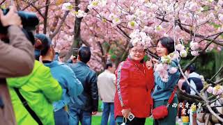 西安青龙寺赏樱，带你梦回大唐