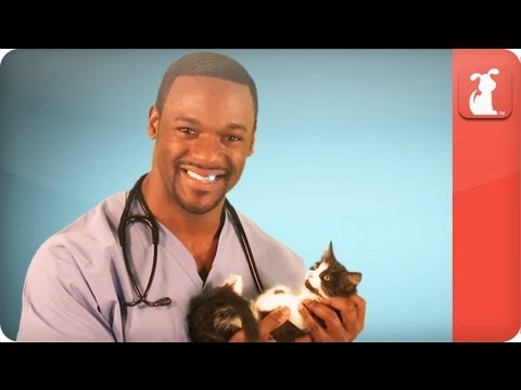 Hot Vet - Why does my dog eat poop? Hot Vet - Why does my dog eat poop?