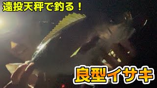 [沖小島シズミ]良型イサキ入れ食い！今釣れると噂のイサキ調査に行ってきました！！