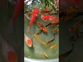 Gold Fish koi fish guppy fish #short #ornamentalfish