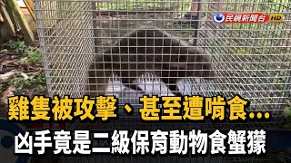 雞隻被攻擊 凶手竟是二級保育動物「食蟹獴」－民視新聞