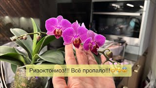 РИЗОКТОНИОЗ - 140 орхидей близки к смерти 🤦🏼‍♀️🤷🏼‍♀️