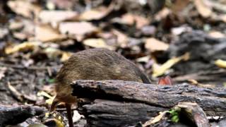 กระจงเล็ก หรือกระจงหนู (Lesser mouse-deer)