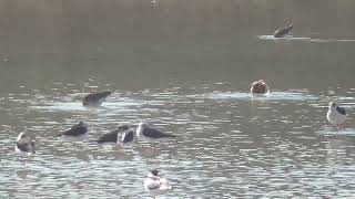 Ruff, Combattente-Black-tailed Godwits, Pittima reale- Pied Avocet, Avocetta Black-winged stilt