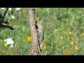 grey headed woodpecker grijskopspecht picus canus