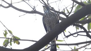 2023/01/25  府平公園鳳頭蒼鷹交尾