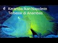 Keramba Ikan Napoleon