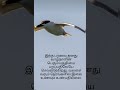 உலகிலேயே அதிக தூரம் வலசை வரும் பறவை longest migratory bird in the world