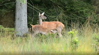 Krondyrkalv dier ved sin mor tæt ved sølehullerne  Gludsted Plantage