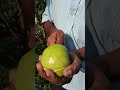 l 49 guava variety । କଞ୍ଚା ବେଳେ ମିଠା କିନ୍ତୁ ପାଚିଲେ ଖଟା rabiorganicfarming