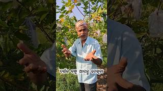 L 49 Guava variety । କଞ୍ଚା ବେଳେ ମିଠା କିନ୍ତୁ ପାଚିଲେ ଖଟା #rabiorganicfarming